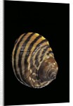 Littorina zebra by Anonymous