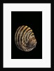 Littorina zebra by Anonymous