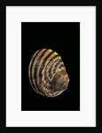 Littorina zebra by Anonymous