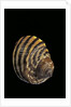 Littorina zebra by Anonymous