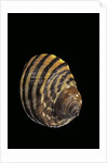 Littorina zebra by Anonymous