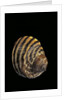 Littorina zebra by Anonymous