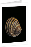 Littorina zebra by Anonymous