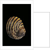 Littorina zebra by Anonymous