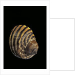 Littorina zebra by Anonymous