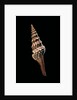 Lophiotoma indica by Anonymous