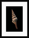 Lophiotoma indica by Anonymous