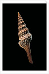 Lophiotoma indica by Anonymous