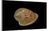 Marginella glabella by Anonymous