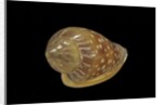 Marginella glabella by Anonymous