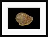 Marginella glabella by Anonymous