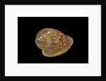 Marginella glabella by Anonymous