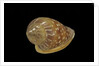 Marginella glabella by Anonymous