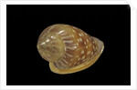 Marginella glabella by Anonymous