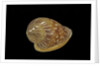 Marginella glabella by Anonymous