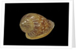 Marginella glabella by Anonymous