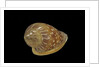 Marginella glabella by Anonymous