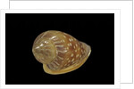 Marginella glabella by Anonymous