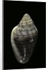 Marginella musica by Anonymous