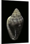 Marginella musica by Anonymous