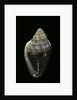 Marginella musica by Anonymous