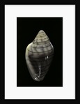 Marginella musica by Anonymous
