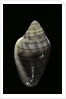 Marginella musica by Anonymous
