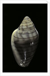 Marginella musica by Anonymous