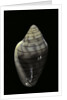 Marginella musica by Anonymous