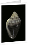 Marginella musica by Anonymous