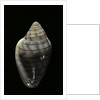 Marginella musica by Anonymous