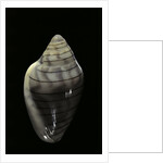 Marginella musica by Anonymous