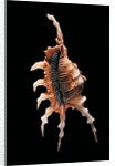 Lambis chiragra arthritica by Anonymous