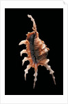 Lambis chiragra arthritica by Anonymous