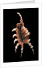 Lambis chiragra arthritica by Anonymous