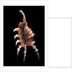 Lambis chiragra arthritica by Anonymous