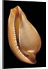 Margovula pyriformis by Anonymous