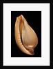 Margovula pyriformis by Anonymous