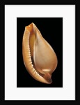 Margovula pyriformis by Anonymous