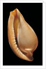 Margovula pyriformis by Anonymous