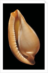 Margovula pyriformis by Anonymous