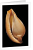 Margovula pyriformis by Anonymous