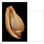 Margovula pyriformis by Anonymous