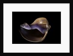 Melapium elatum by Anonymous