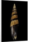 Mitra fusiformis zonata by Anonymous