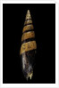 Mitra fusiformis zonata by Anonymous