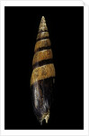 Mitra fusiformis zonata by Anonymous