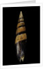 Mitra fusiformis zonata by Anonymous