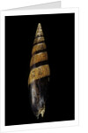Mitra fusiformis zonata by Anonymous