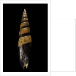 Mitra fusiformis zonata by Anonymous
